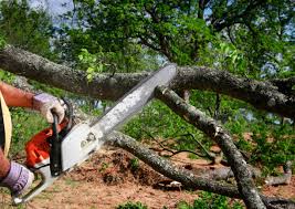 Best Tree Preservation Services  in Ocean View, DE