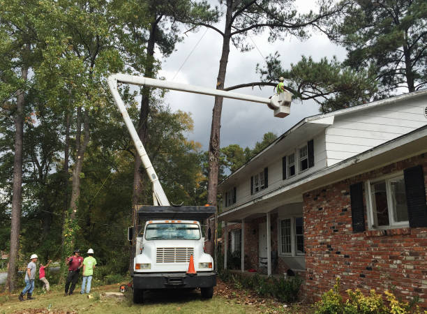 Best Commercial Tree Services  in Ocean View, DE