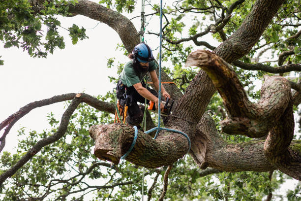 Best Tree Cabling and Bracing  in Ocean View, DE