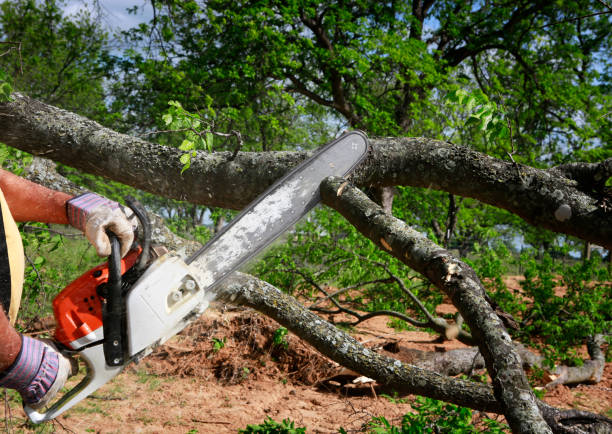 Best Tree and Shrub Care  in Ocean View, DE